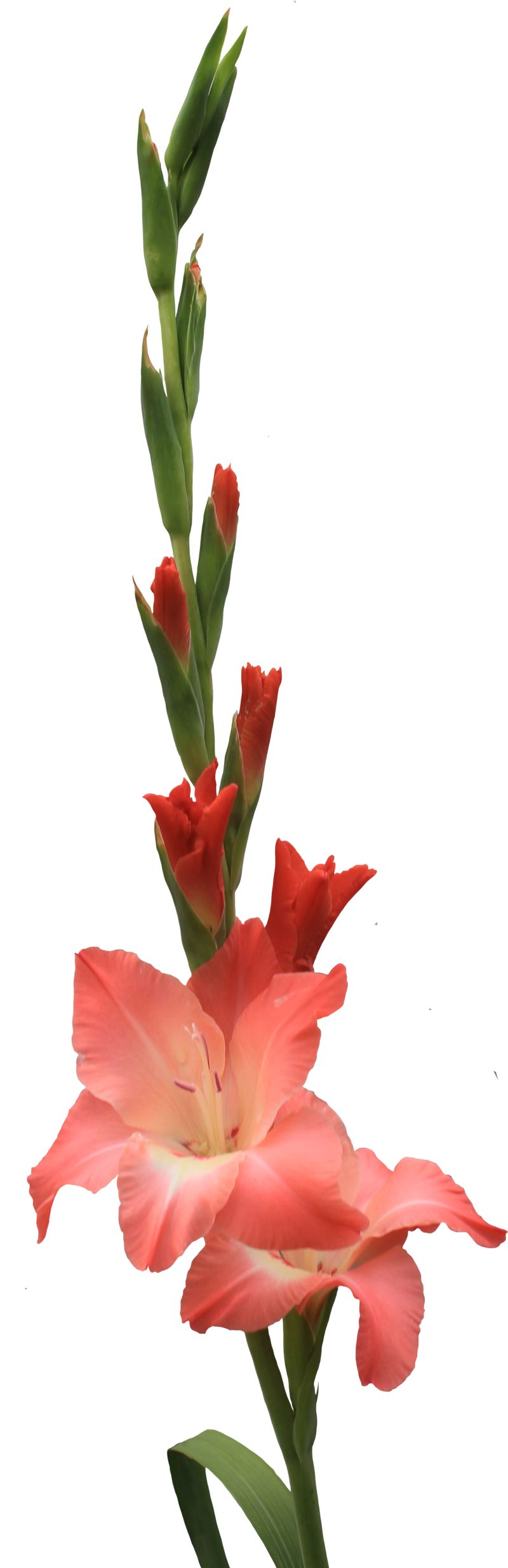 Gladiolus Png Pic (black, salmon)