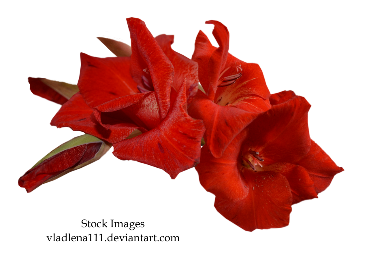 Gladiolus Png Picture (black, maroon)