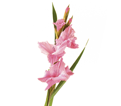 Gladiolus Png Transparent Image (beige, pink, white)