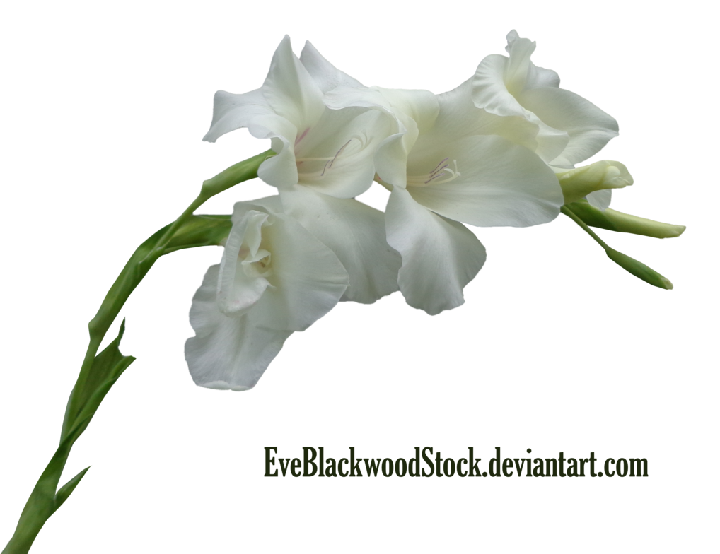 Gladiolus Png (black)