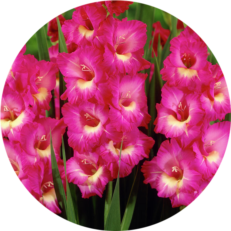 Gladiolus Purple Png File (black)