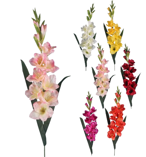 Gladiolus Transparent Background 1 (white)