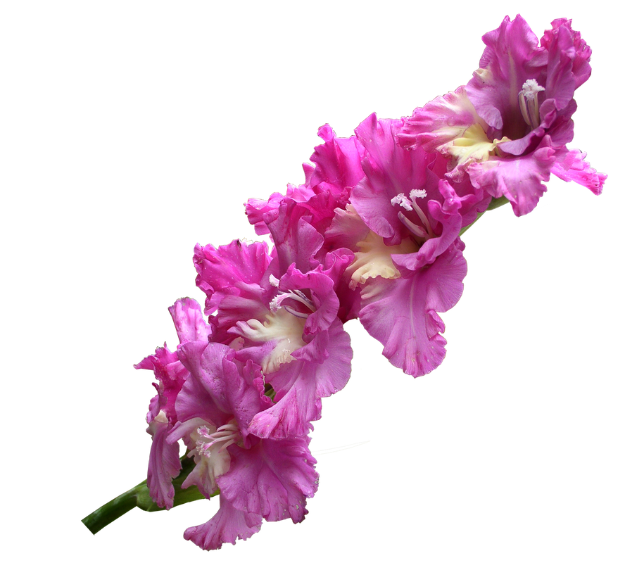 Gladiolus Transparent Png 1 (black)