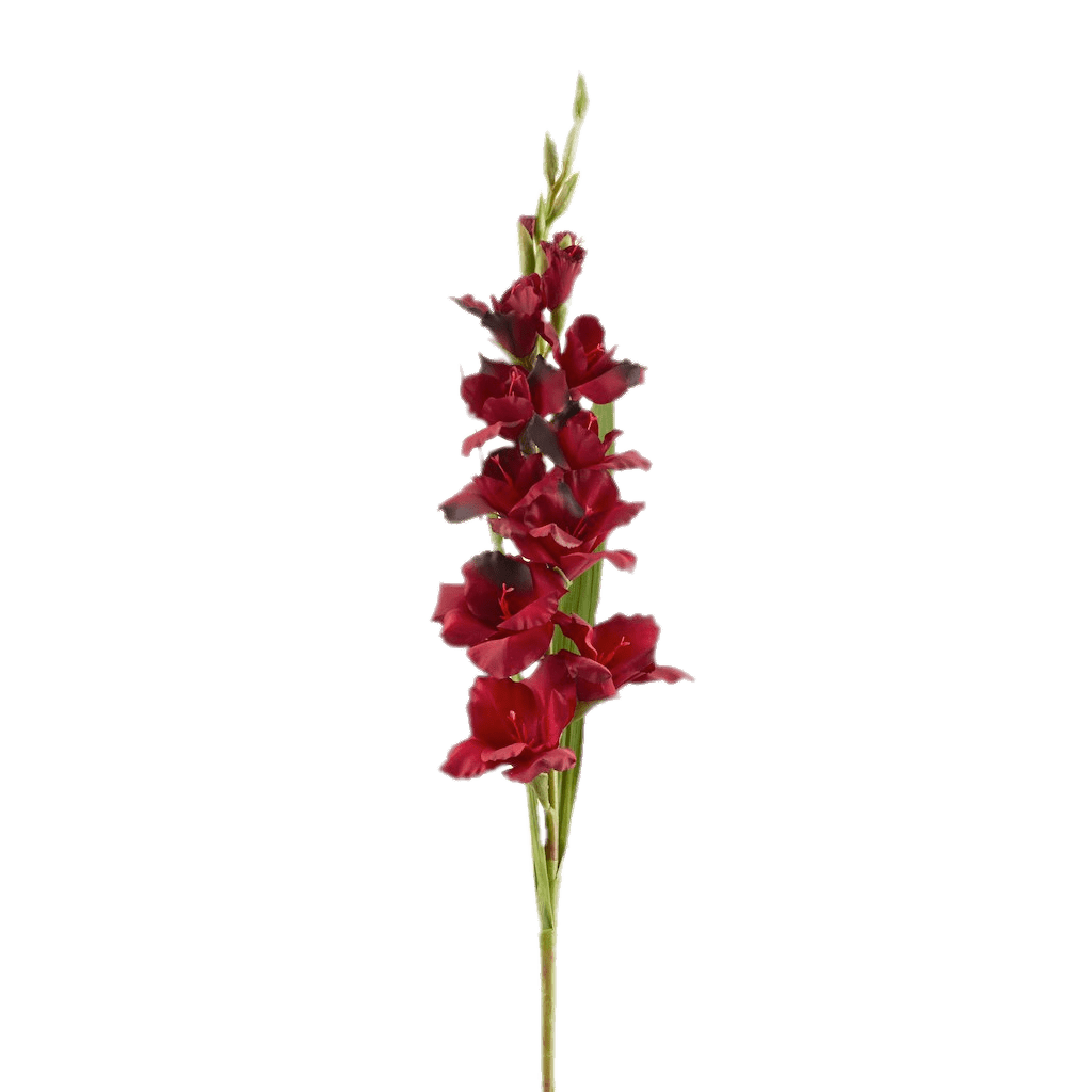 Gladiolus Transparent (gray)