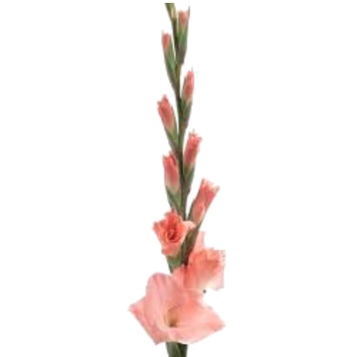 Gladiolus (black, gray, pink)