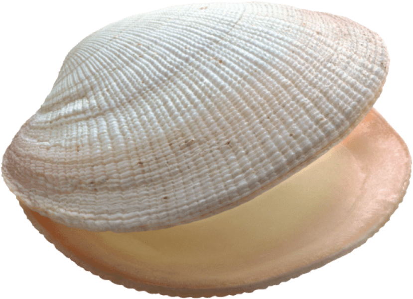 Clam Muscle Png Image (black, gray, silver)