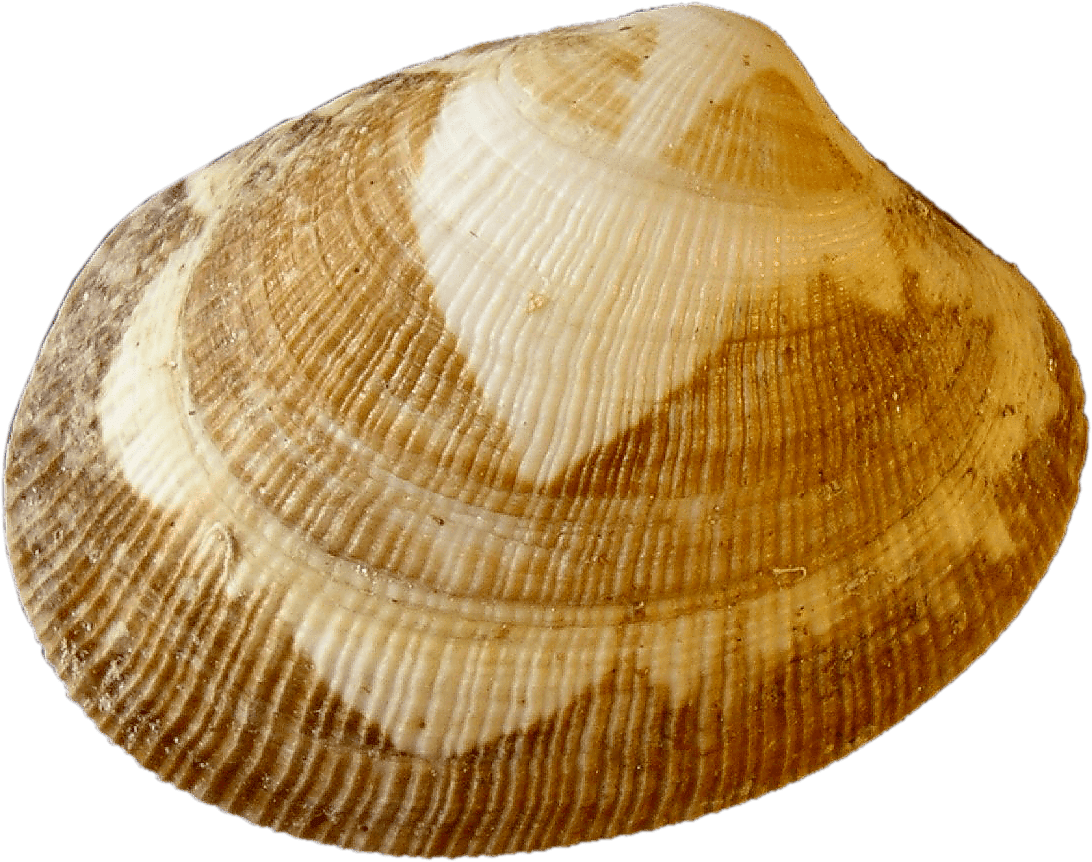 Clam Muscle Png Photo (gray)