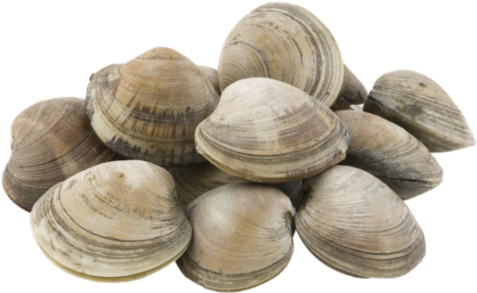 Clam Muscle Png Photos (black, gray, silver)