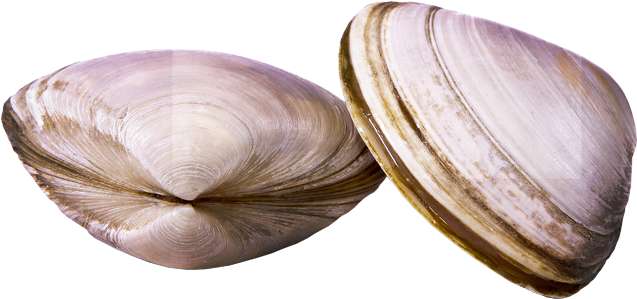 Clam Muscle Png (beige, black, lavender, pink)