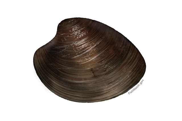 Clam Muscle (gray, white, black, lavender, silver)