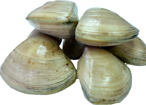 Clam No Background (black, white, silver)