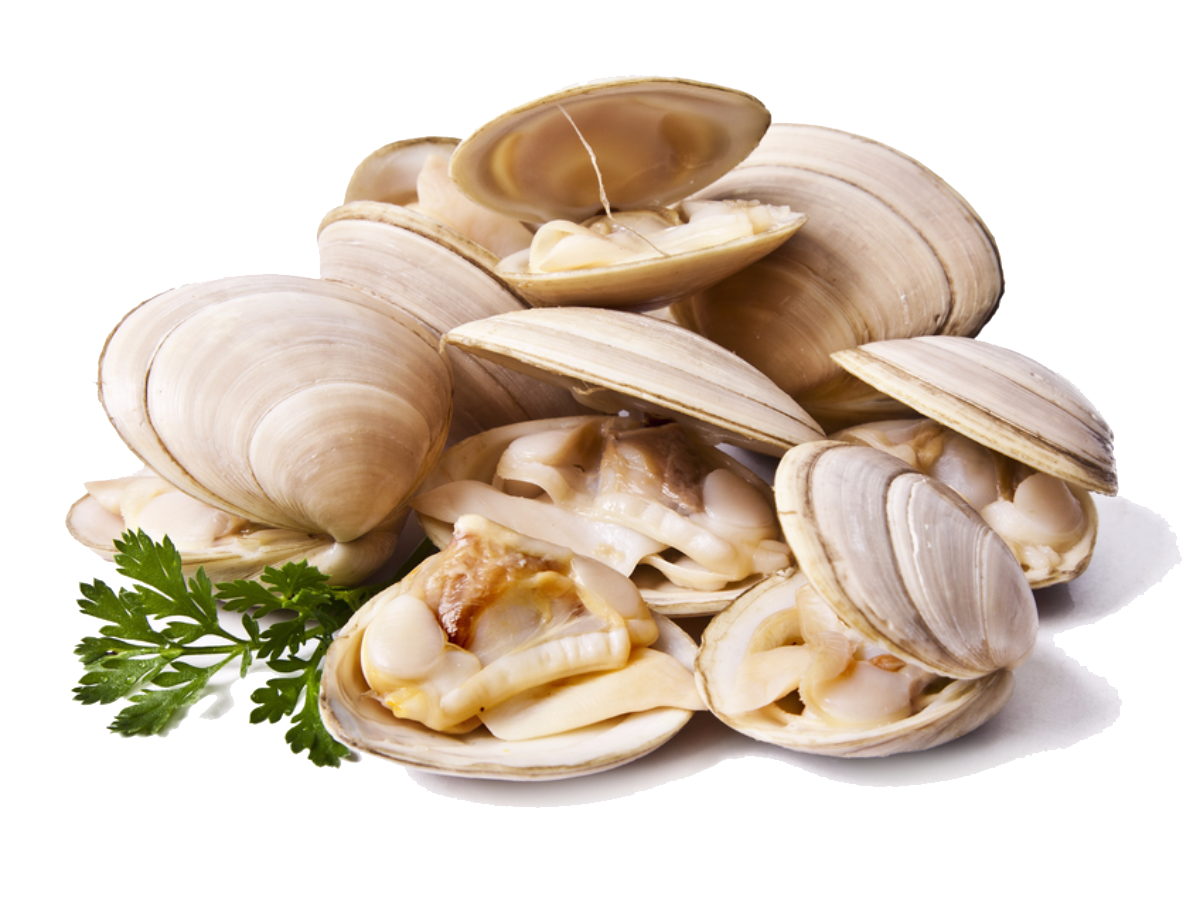 Clam Png Cutout (beige, white)