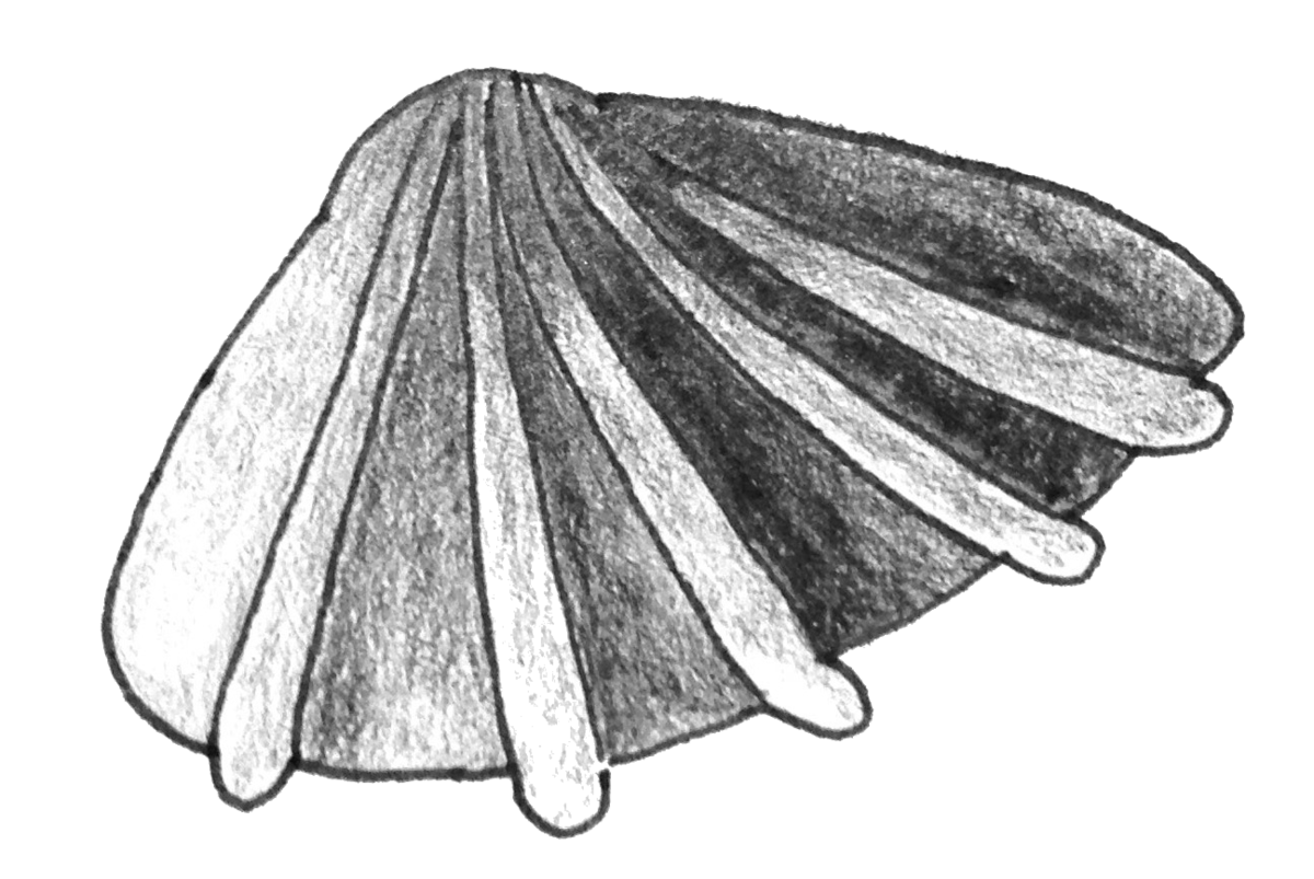 Clam Png File (black, gray, white)