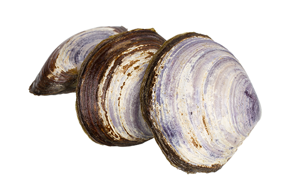 Clam Shell Png Image (gray, lavender, white, silver)