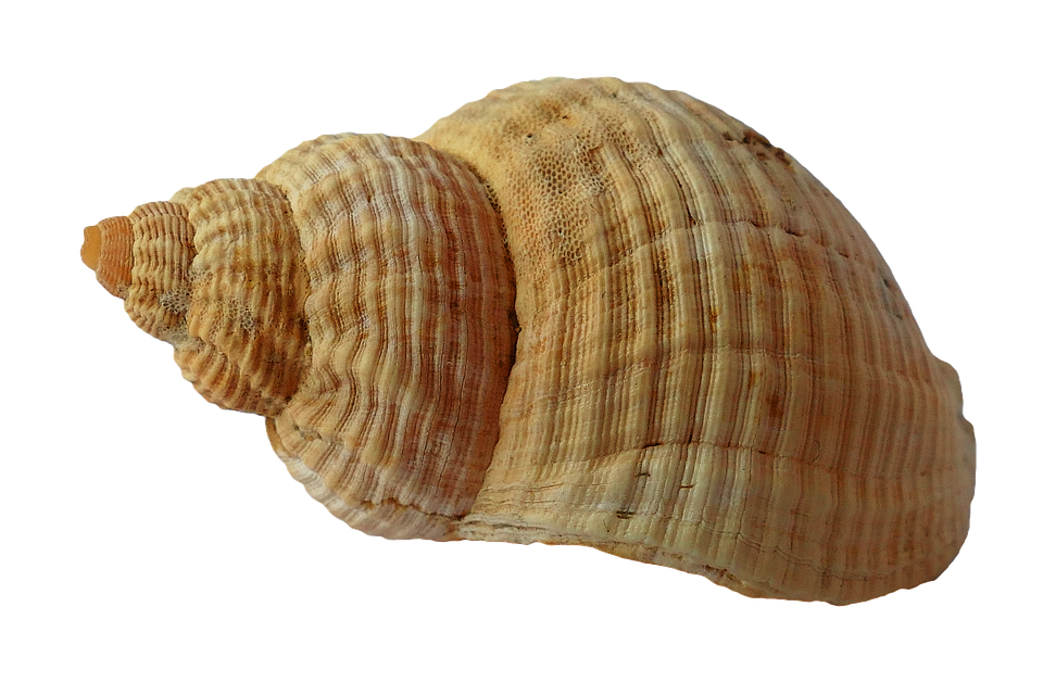 Clam Shell Png Photo (chocolate, olive, maroon, white)