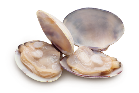 Clam Shell Png Pic (olive, gray, white, silver, beige)