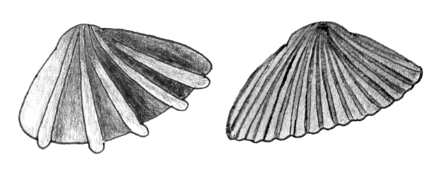 Clam Shell Png (gray, white)