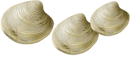 Clam Shell (beige, black, silver)