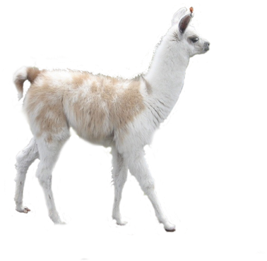 Llama Png Isolated Pic (silver, black)