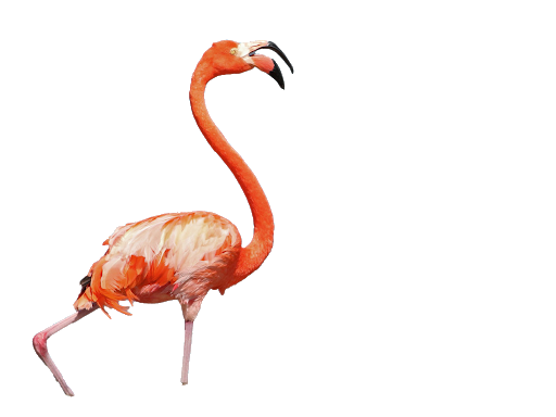 Flamingo Bird Vector Tropical Transparent Png (black)