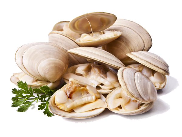 Clams Png File (beige, black, pink)