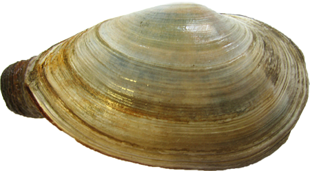 Clams Png Hd (olive, lavender, white)