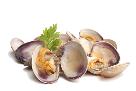 Clams Png Picture (white)