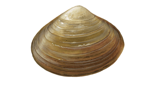 Clams Png Transparent Image (gray, black, maroon, olive)