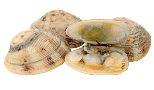 Clams Png Transparent Picture (beige, white, silver)