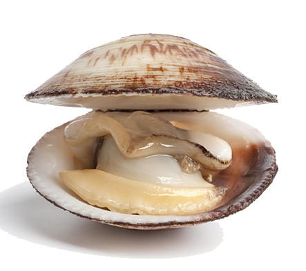 Clams Png Transparent (white, silver)