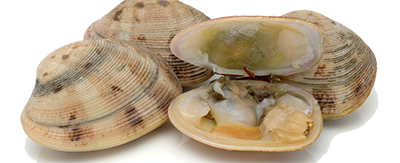 Clams Transparent Background (beige, white)