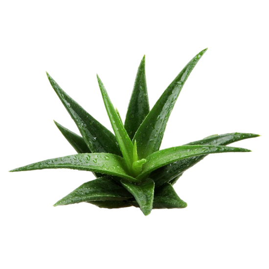 Plant Png File (black)