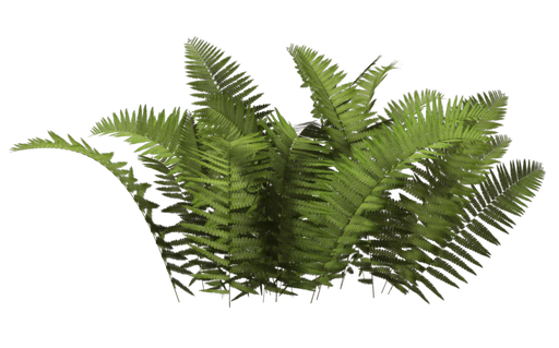 Plant Png Free Download (black, olive)