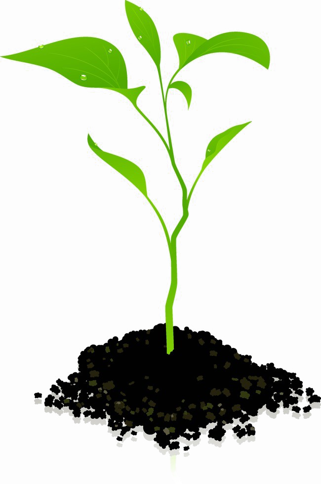 Plant Png Hd (white, black)