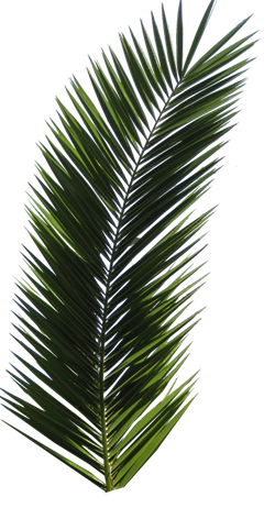 Plant Png Image (black)