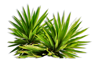 Plant Png Isolated File (black)