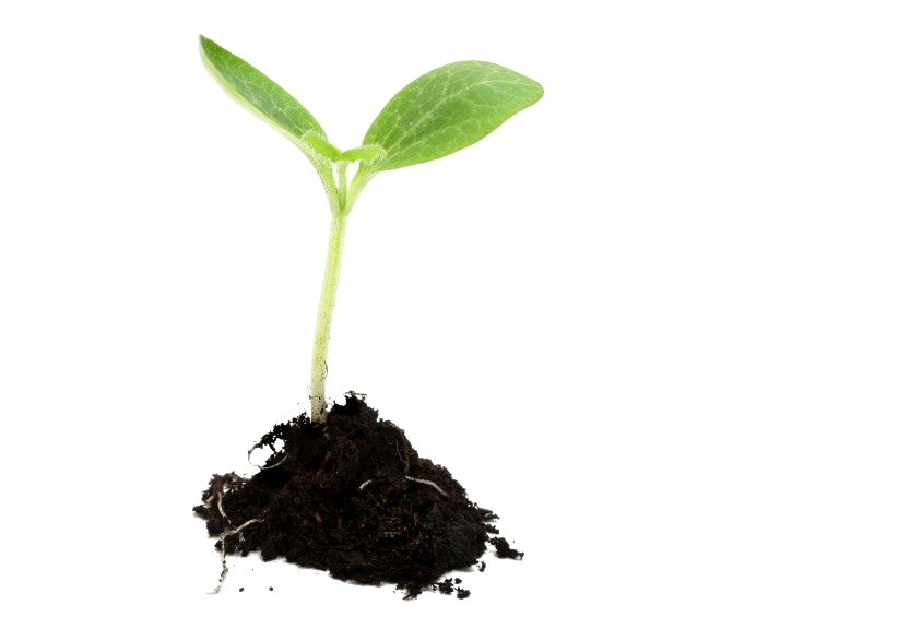 Plant Png Isolated Photo (white, black)