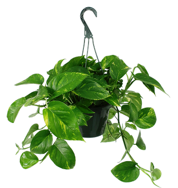 Plant Png Isolated Pic (black)