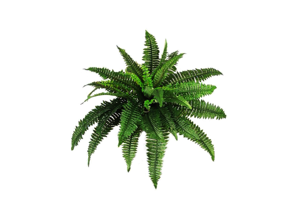 Plant Png Photo (black)