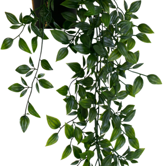 Plant Png Photos (black)