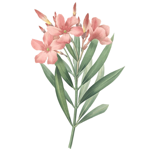 Plant Png Picture (black, gray)