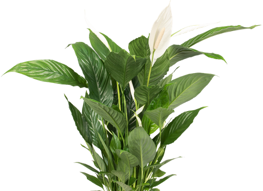 Plant Png Transparent (black)