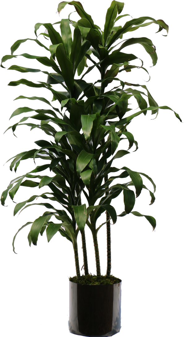 Plant Png (black)