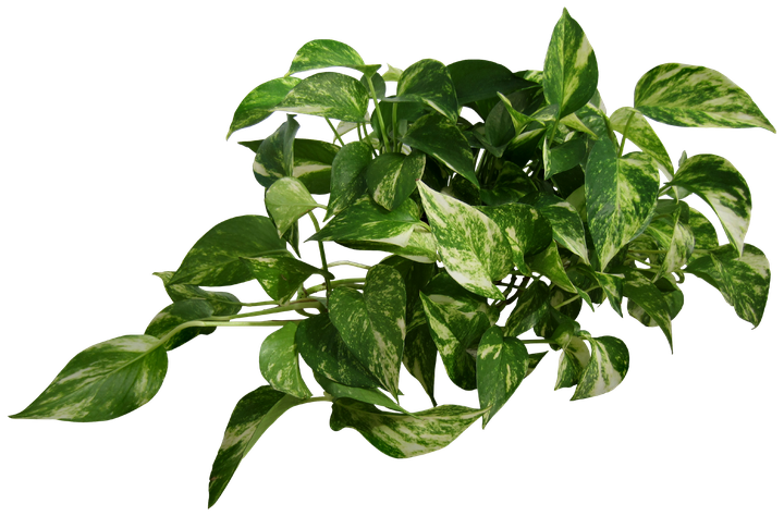 Plant Transparent Png (black, green)