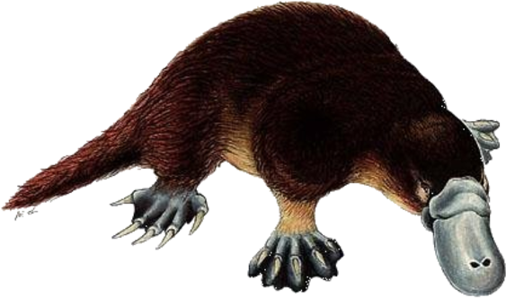 Platypus Png Hd Isolated (black)