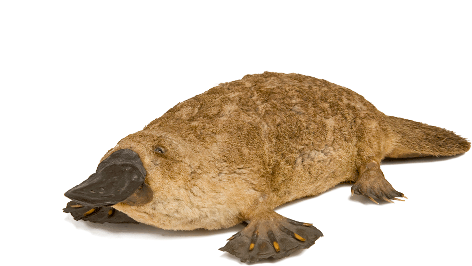 Platypus Png Image (black, maroon, olive)