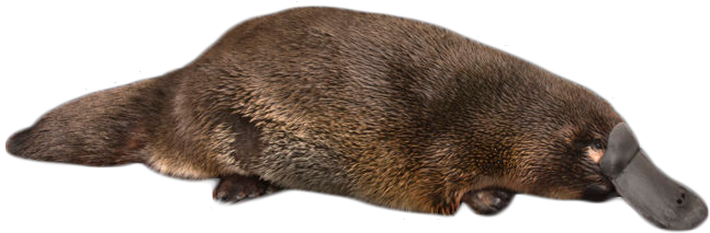 Platypus Png Transparent (black, gray, olive)