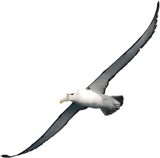 Albatross Png Clipart (white, black)