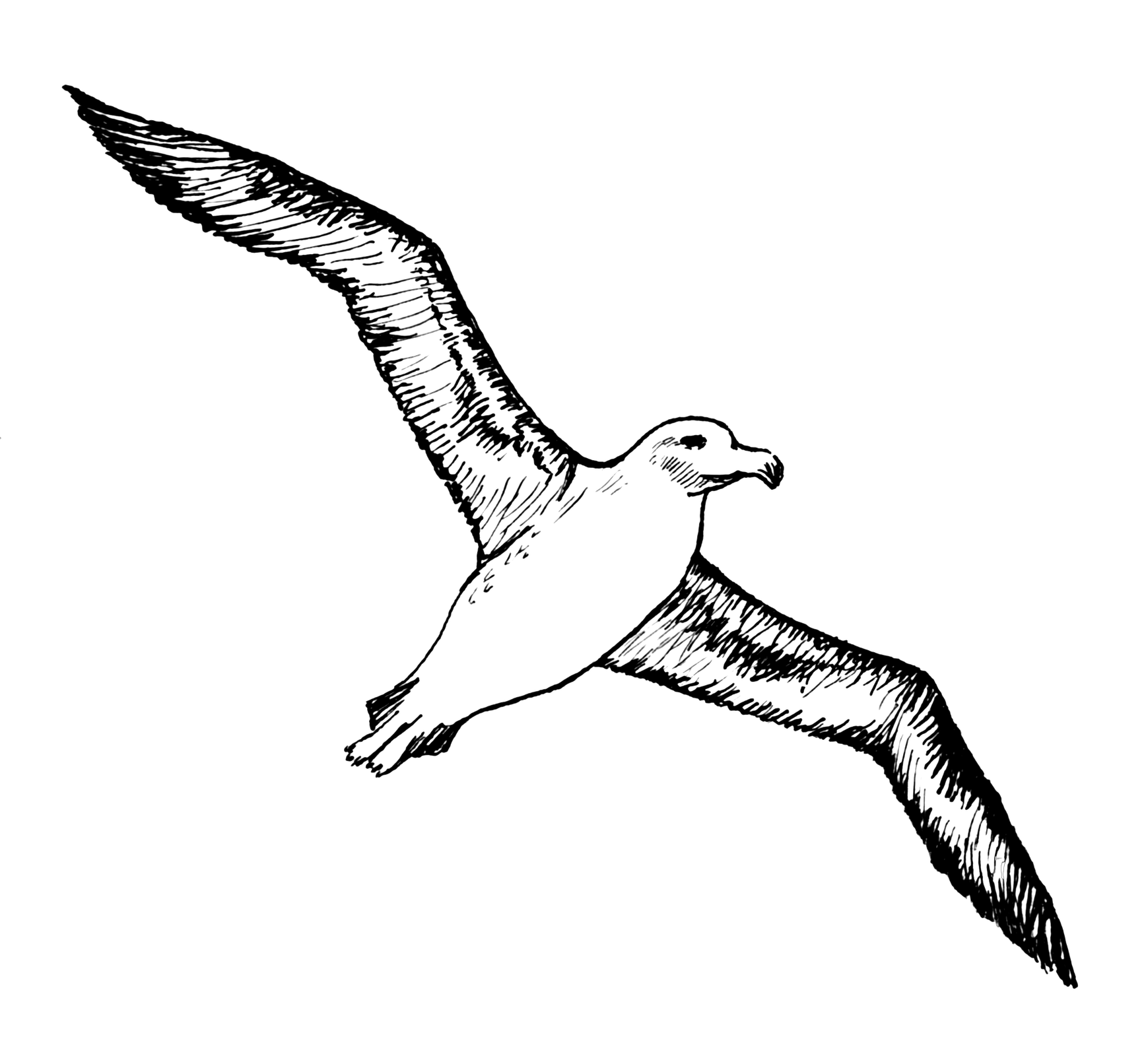 Albatross Png Image (black)