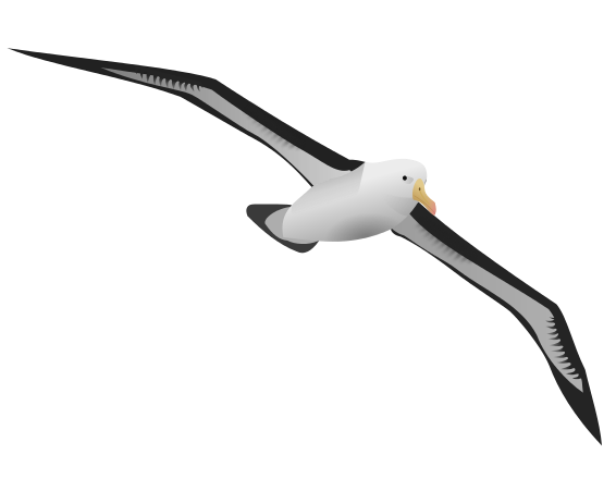 Albatross Png Photos (black)